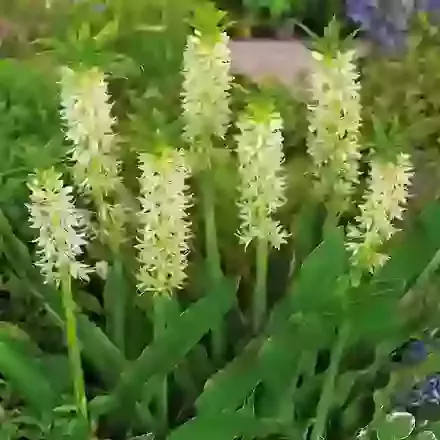 Eucomis